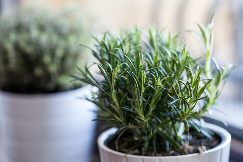 Garden yard