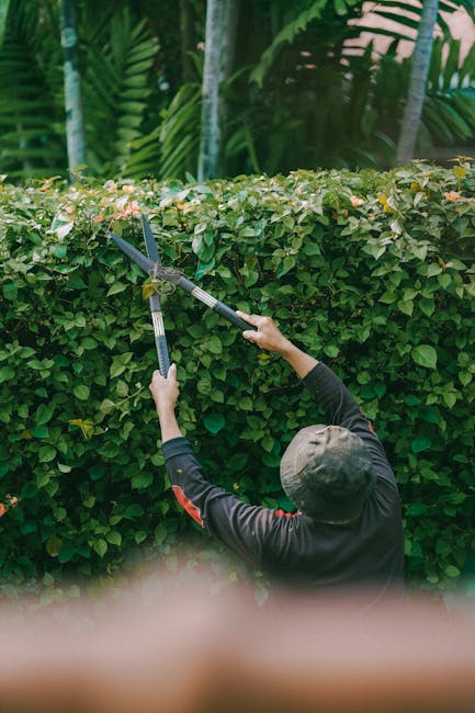 A gardener wearing a dark long-sleeved top and a wide-brimmed hat prunes a neatly trimmed hedge using professional hedge shears. The hedge features dense, vibrant green foliage with small, glossy leaves, some of which are tinged with a hint of pink or yellow. The garden area includes a manicured lawn with freshly cut grass and a pathway made of gravel or stone. In the background, tall tropical plants or trees with large leaves provide a lush, green backdrop, and sunlight filters through the foliage, creating a bright and inviting outdoor environment. The scene showcases meticulous garden maintenance and landscaping work, highlighting the attention to detail typical of professional gardening services, such as those offered by Gardeners Shepherd's Bush, to maintain the aesthetic appeal of outdoor spaces.