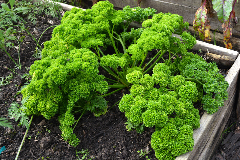 Garden hedges
